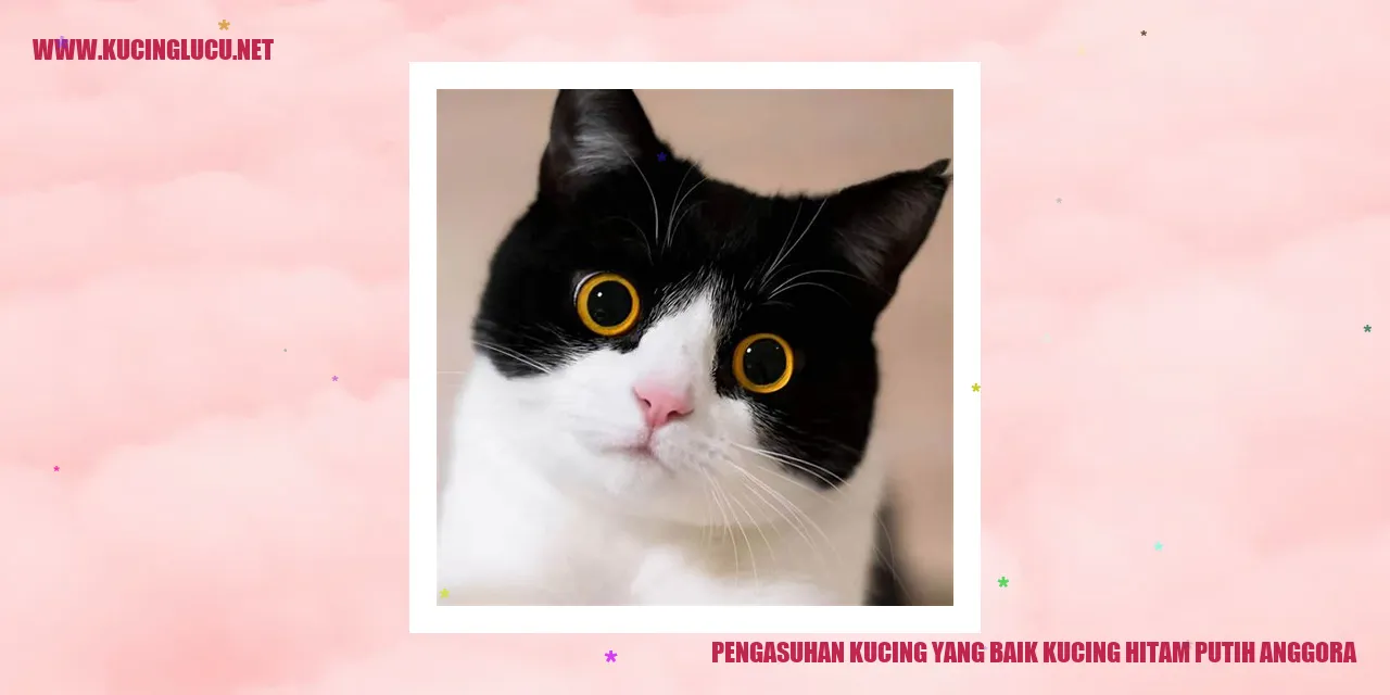 Kucing hitam putih anggora