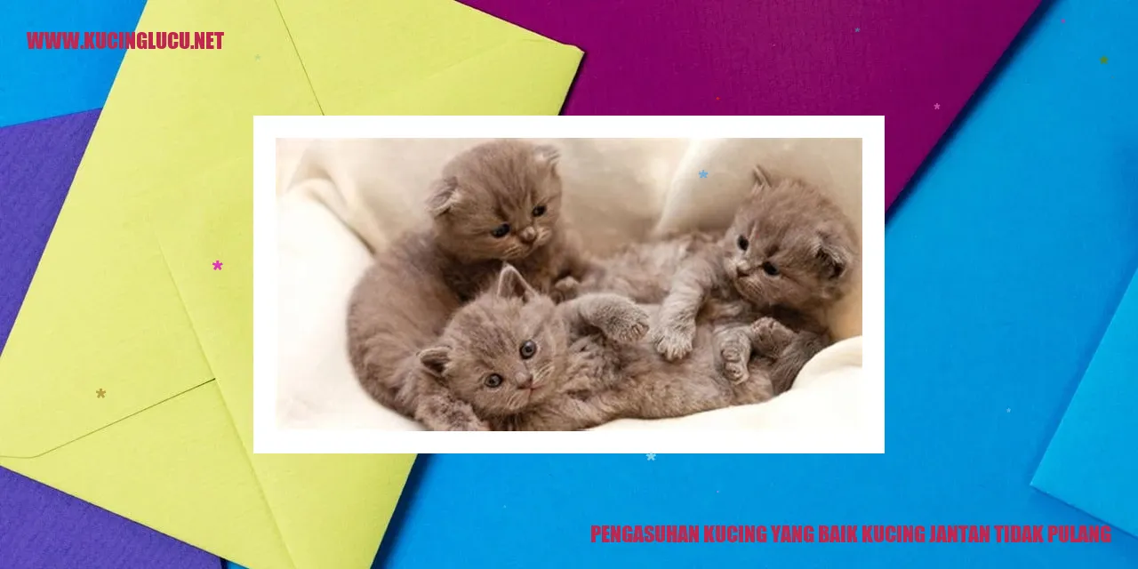 Gambar kucing jantan yang tidak pulang