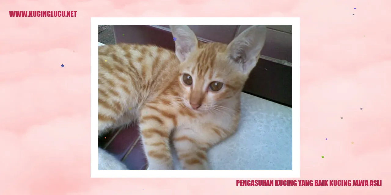 Gambar Kucing Jawa