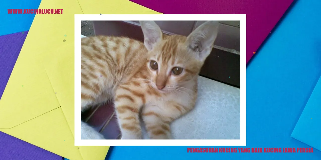 Foto Kucing Jawa Persia