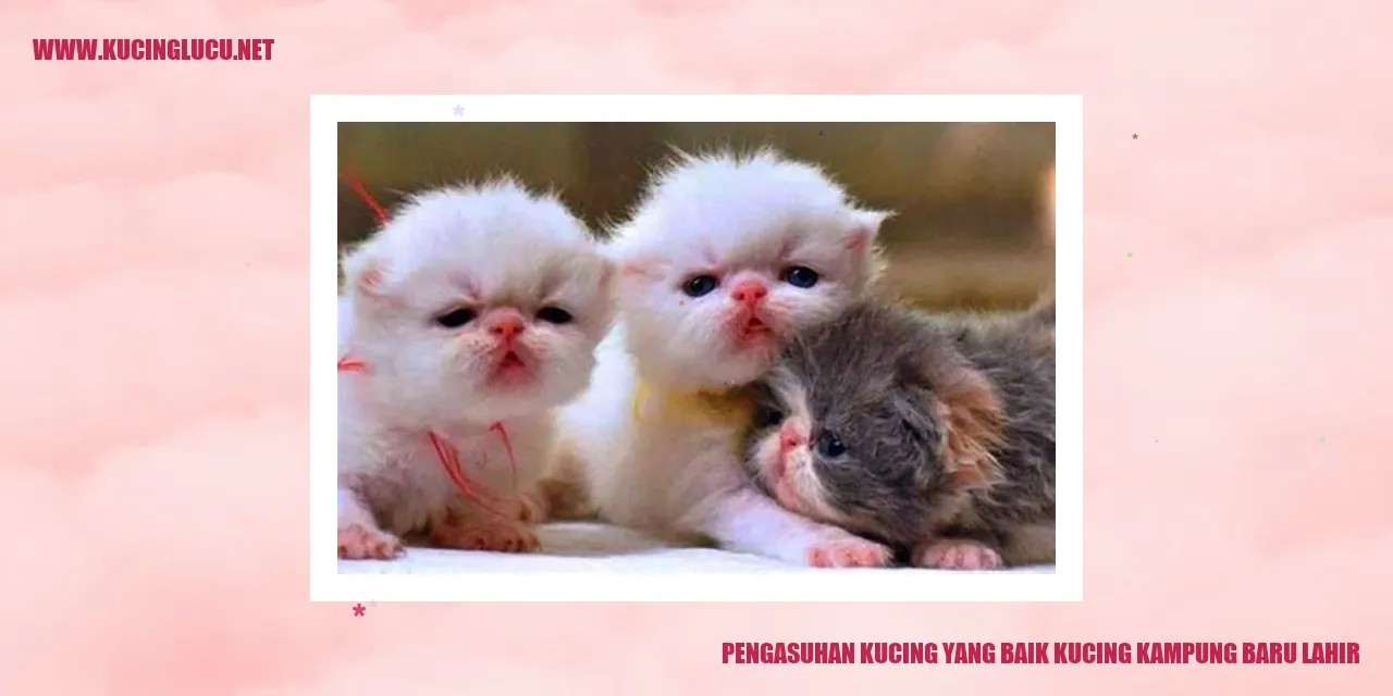 Kucing Kampung Baru Dilahirkan