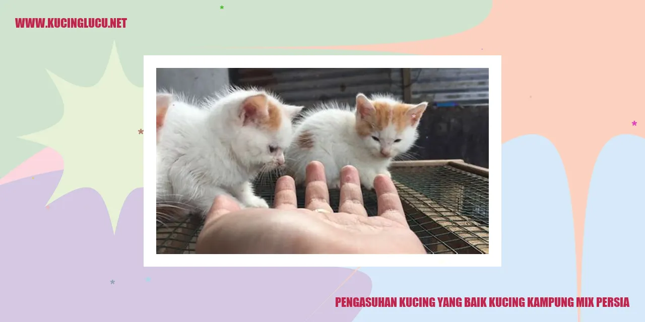 Kucing Kampung Mix Persia