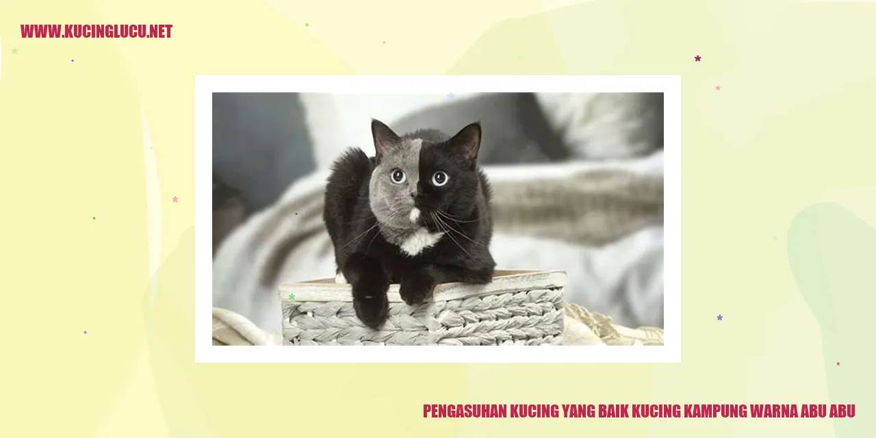 Kucing Kampung Warna Abu-abu