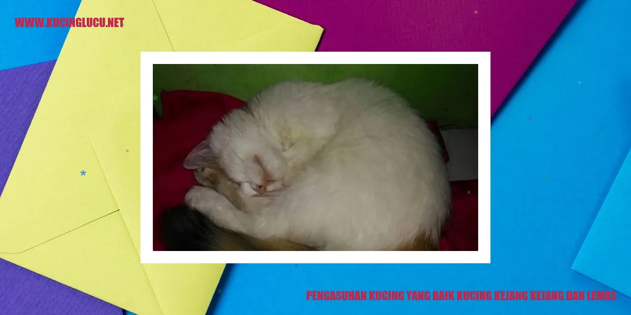 Gambar kucing dalam perawatan yang baik