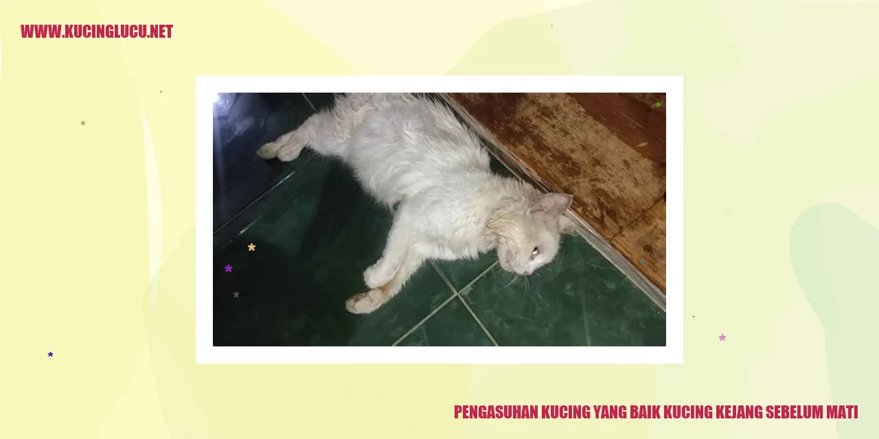 gambar kucing sehat