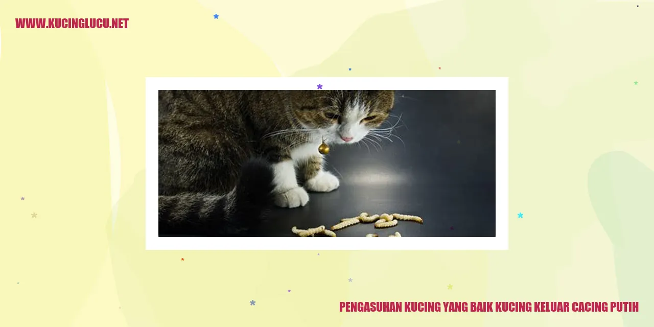 Gambar Kucing Sehat