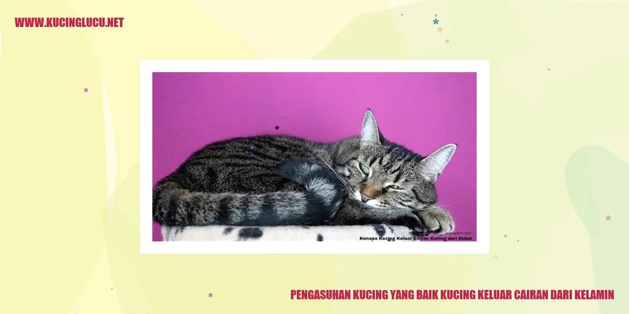 Kucing mengalami keluarnya cairan dari kelamin