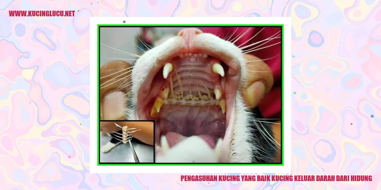 Gambar Kucing Sehat