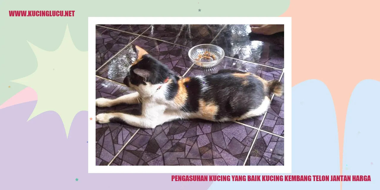 Gambar Kucing Lucu