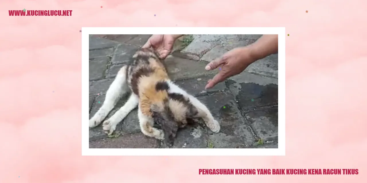 Pengasuhan Kucing yang Baik kucing kena racun tikus