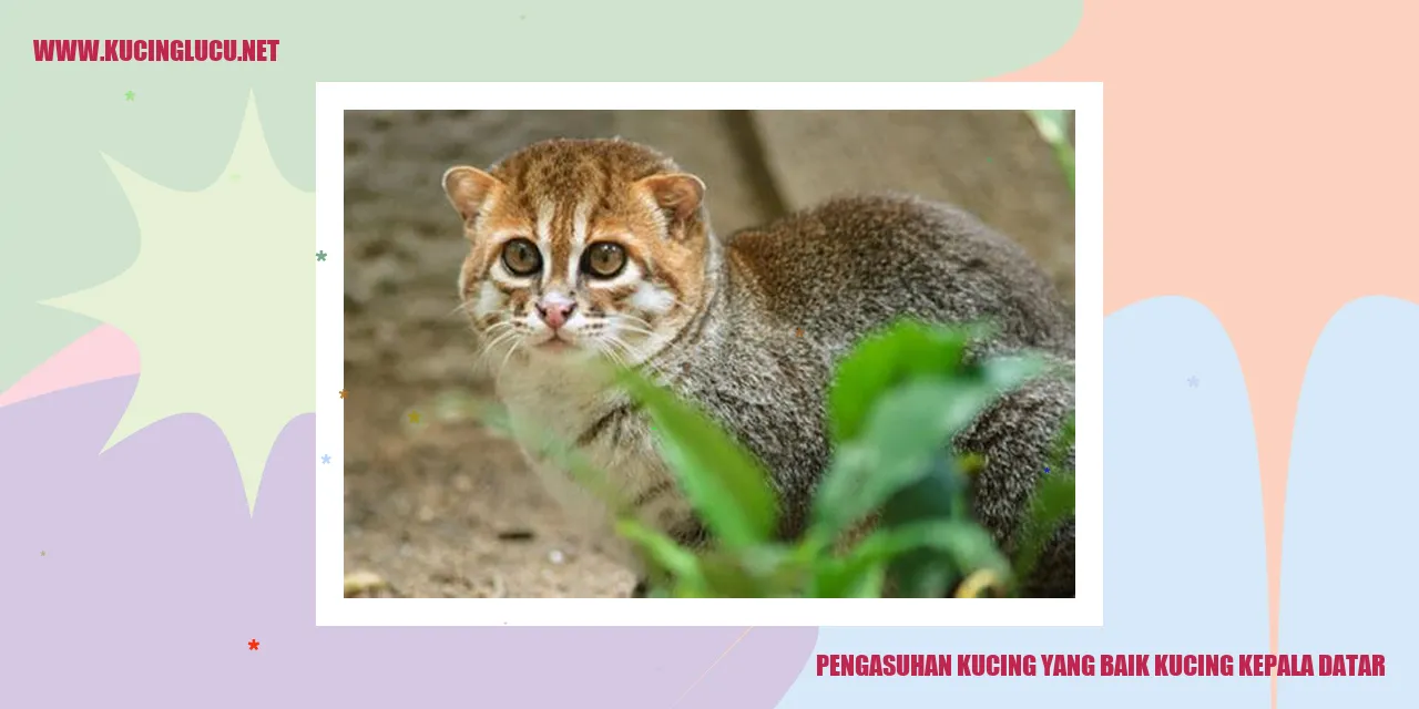 kucing kepala datar