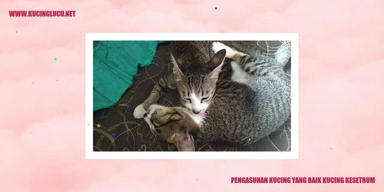 Foto kucing sedang diberi makan oleh pemiliknya