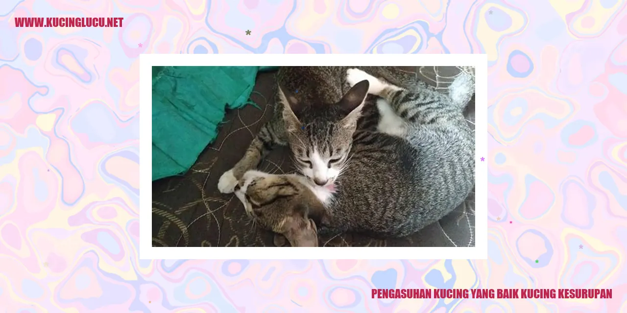 Gambar Kucing Kesurupan