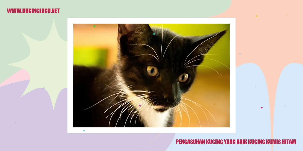 Gambar Kucing Kumis Hitam