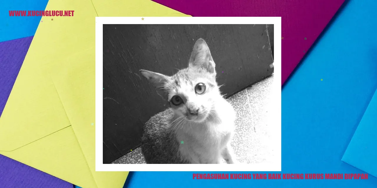 Kucing mandi di papan