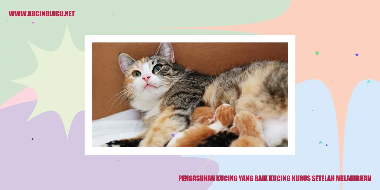 Kondisi Kucing Kurus usai Melahirkan