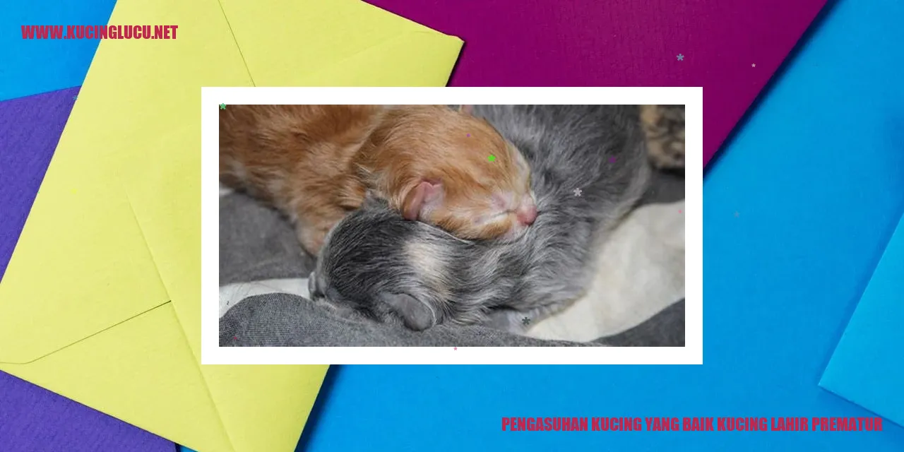 Ilustrasi Kucing Prematur