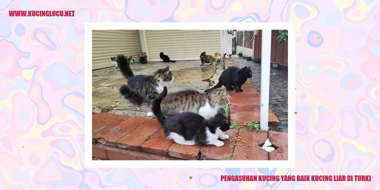 Pengasuhan Kucing yang Baik