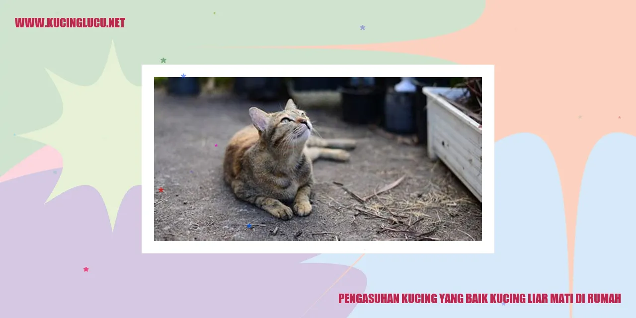 Pengasuhan Kucing yang Baik