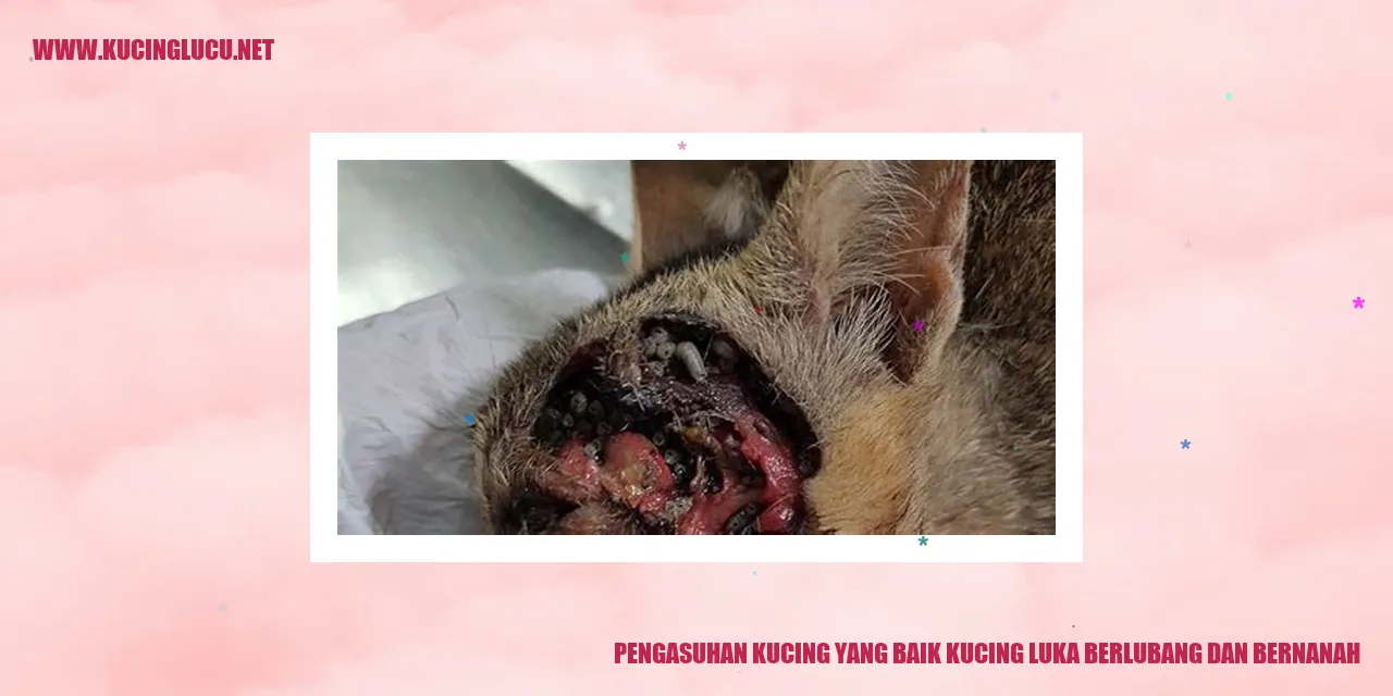 Kucing luka berlubang dan bernanah