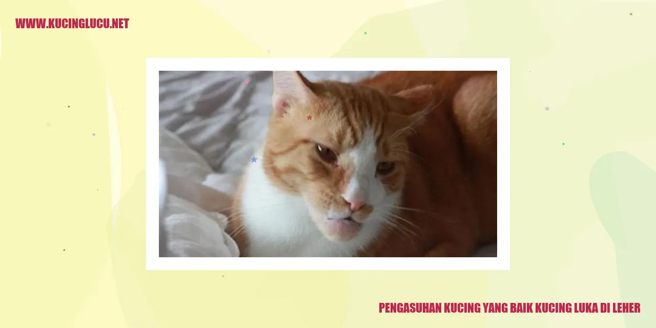 Kucing yang Luka di Leher