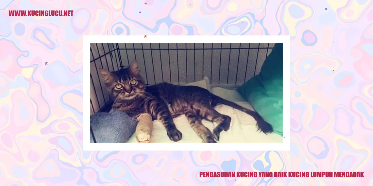 gambarnya kucing lumpuh mendadak