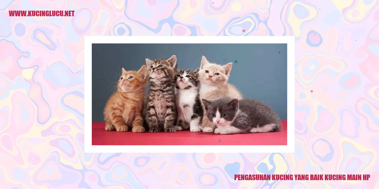 Gambar Kucing Lucu