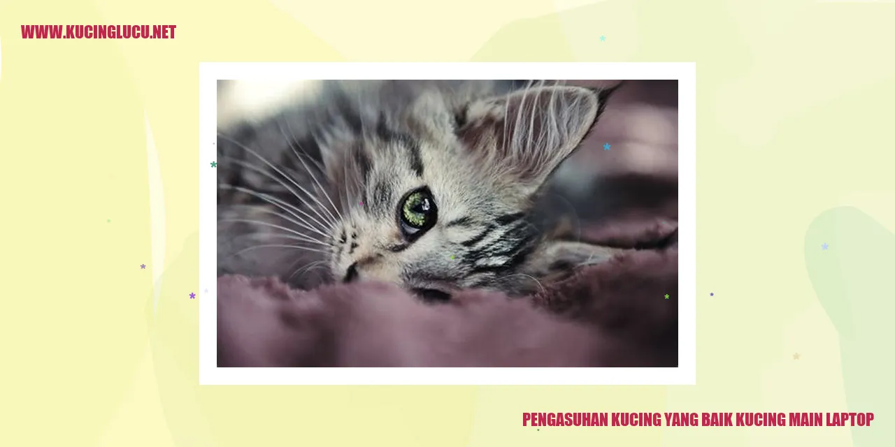Gambar Kucing yang Bermain Laptop