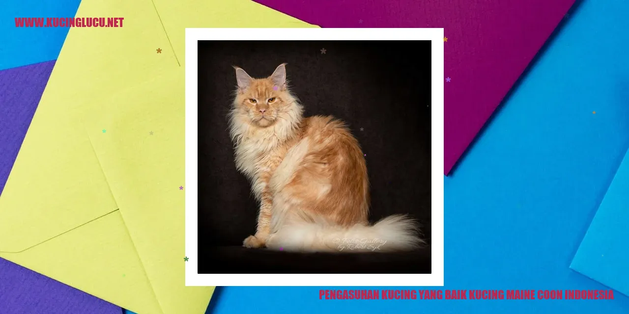 Gambar kucing maine coon