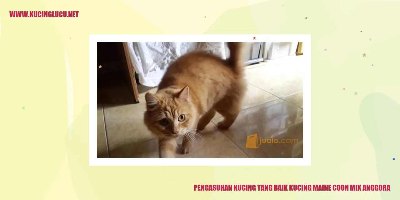 Kucing Maine Coon Mix Anggora