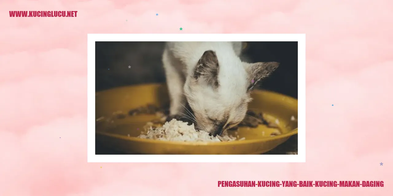 Kucing Makan Daging