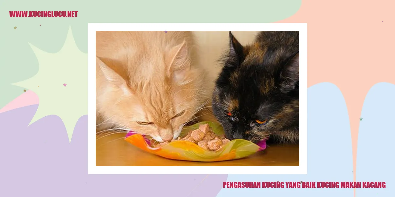 Kucing makan kacang