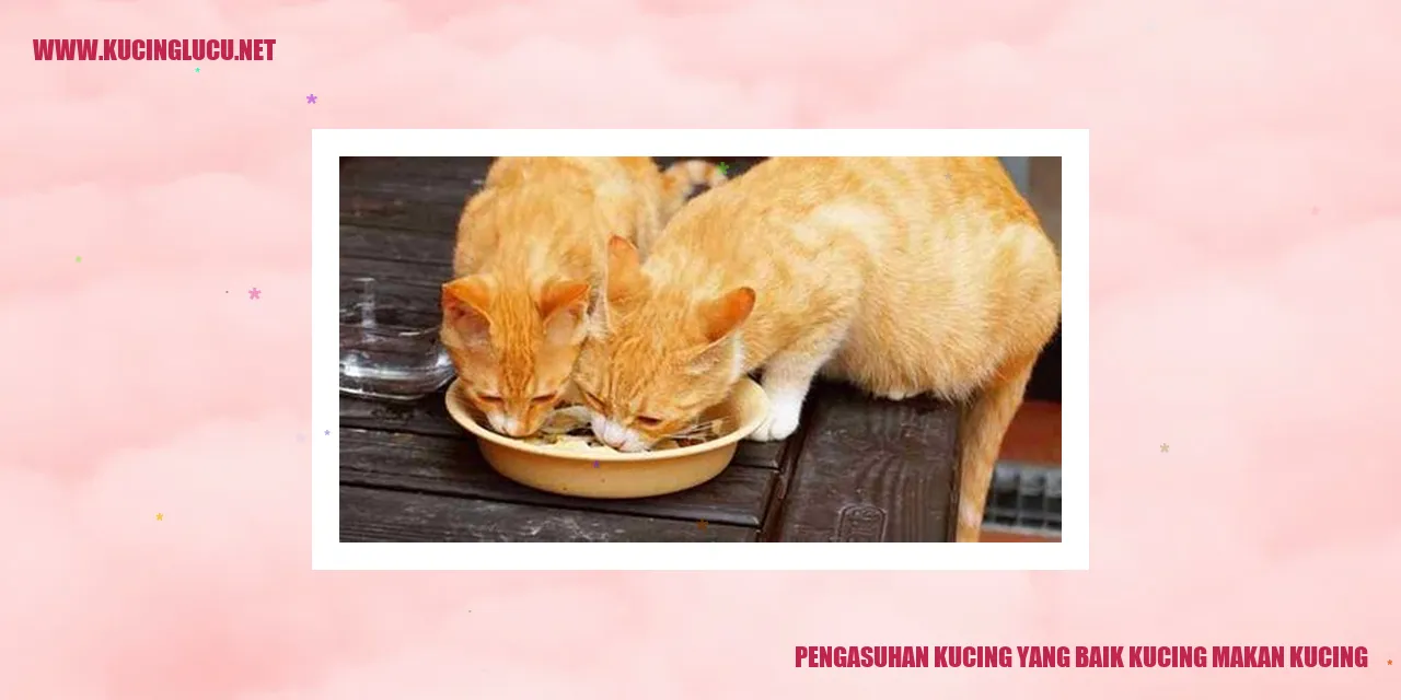 Gambar kucing makan kucing