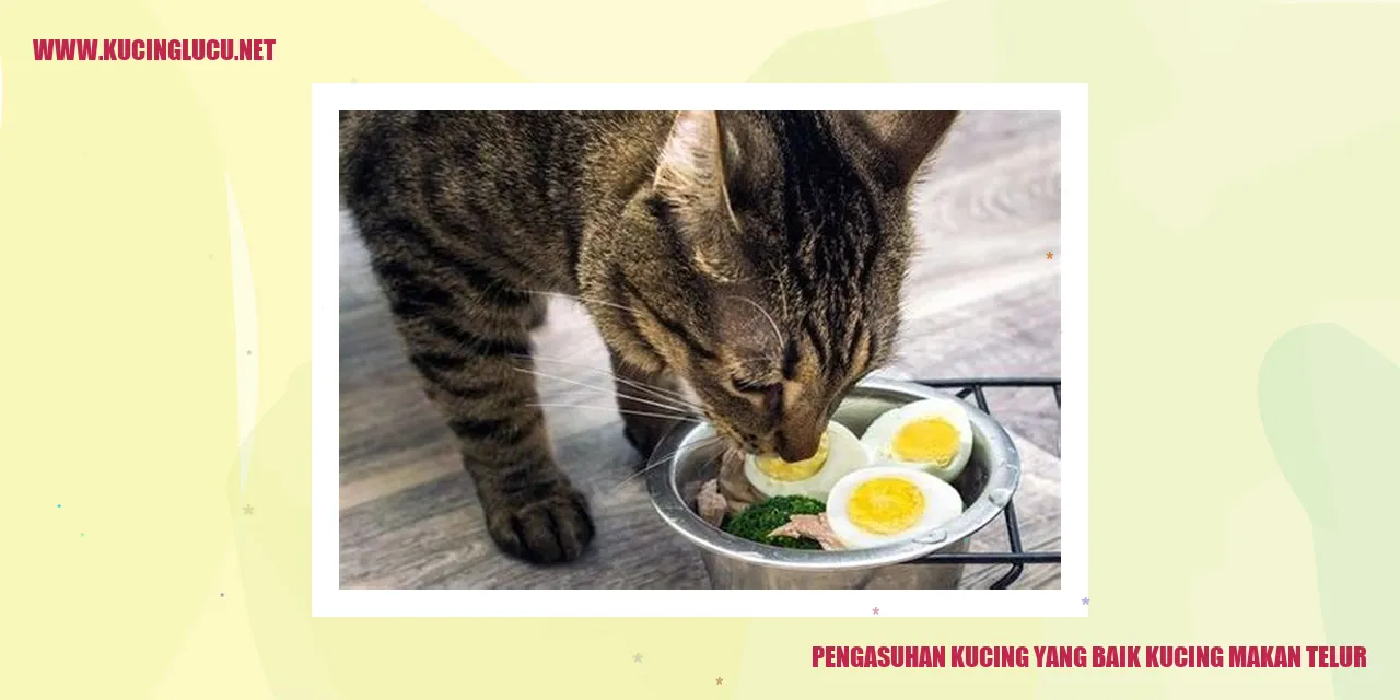 Kucing makan telur
