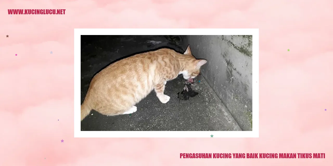 Gambar Kucing Makan Tikus Mati