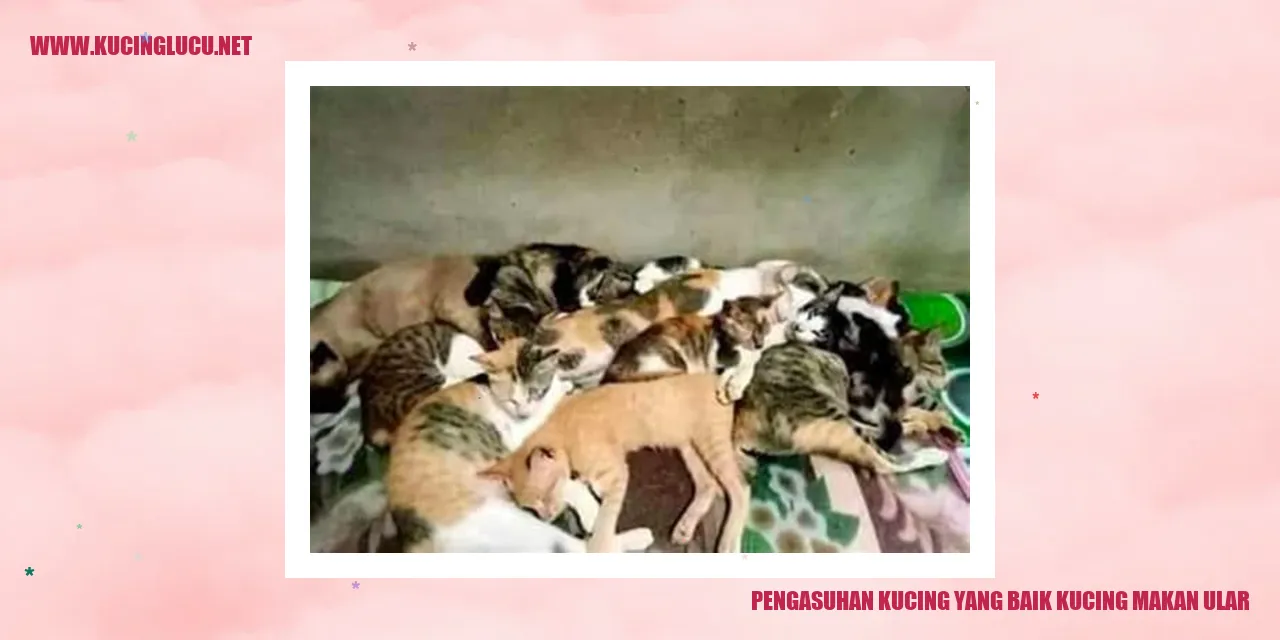 Kucing makan ular