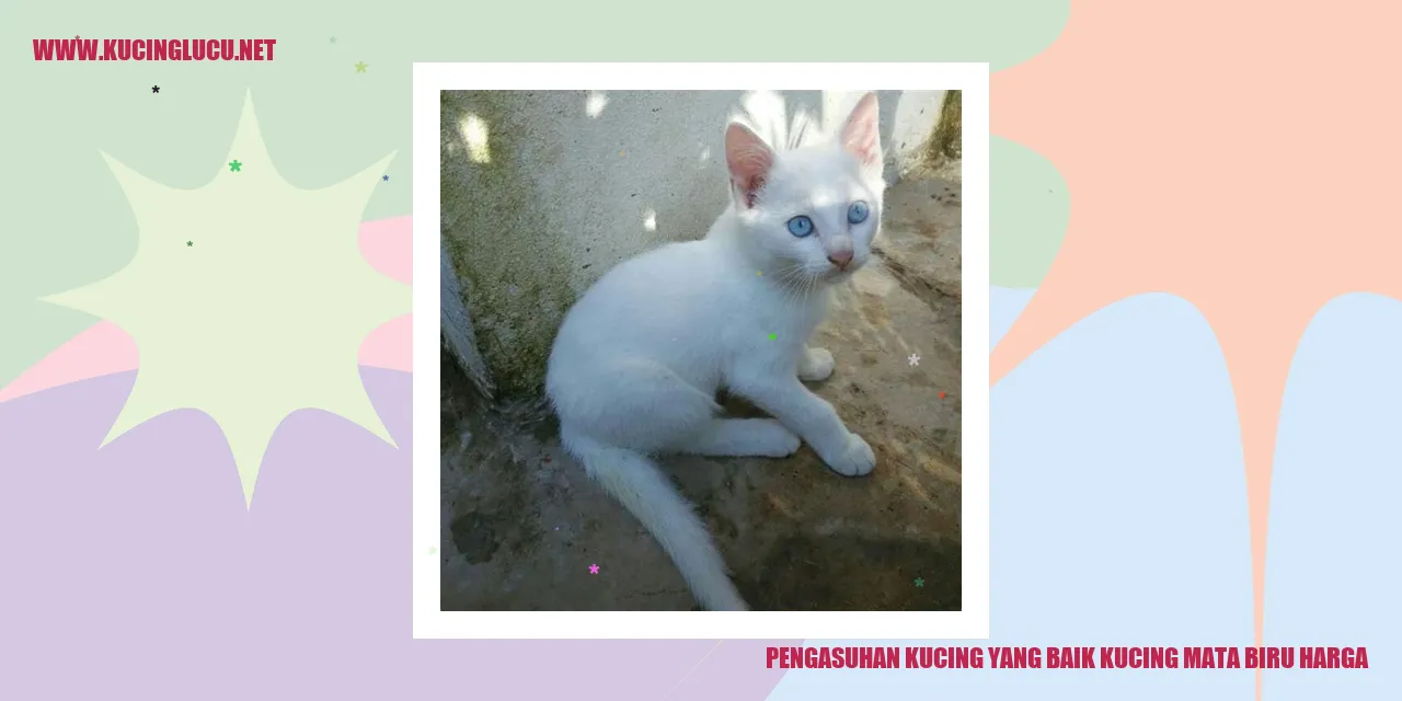 Kucing mata biru