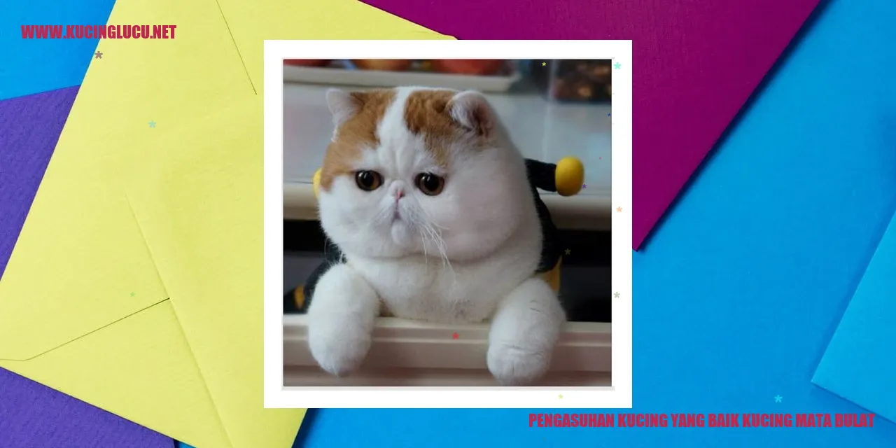 Kucing dengan Mata Bulat