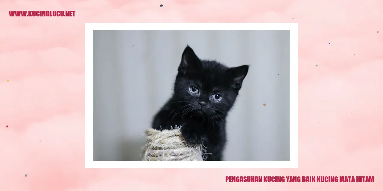 foto kucing mata hitam
