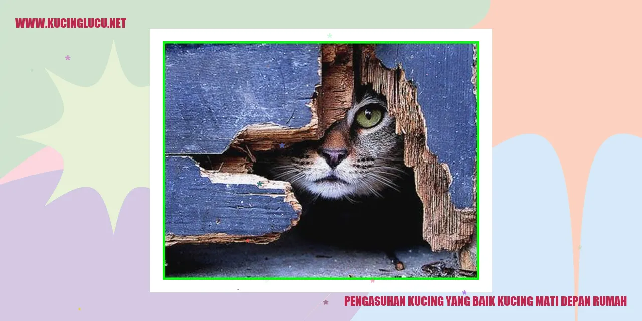 Kucing yang Sehat dan Bahagia