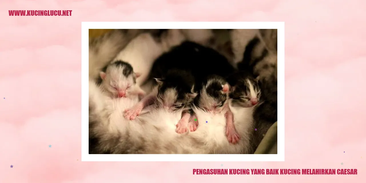 kucing melahirkan caesar