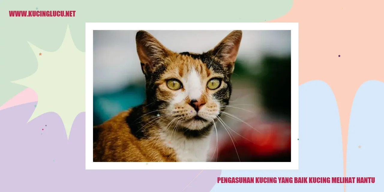 Gambar Kucing