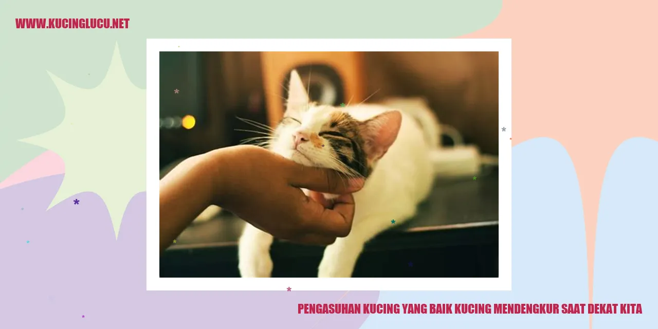 Kucing yang Mendengkur