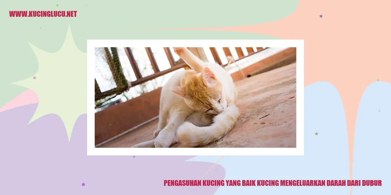 Gambar kucing yang memesona