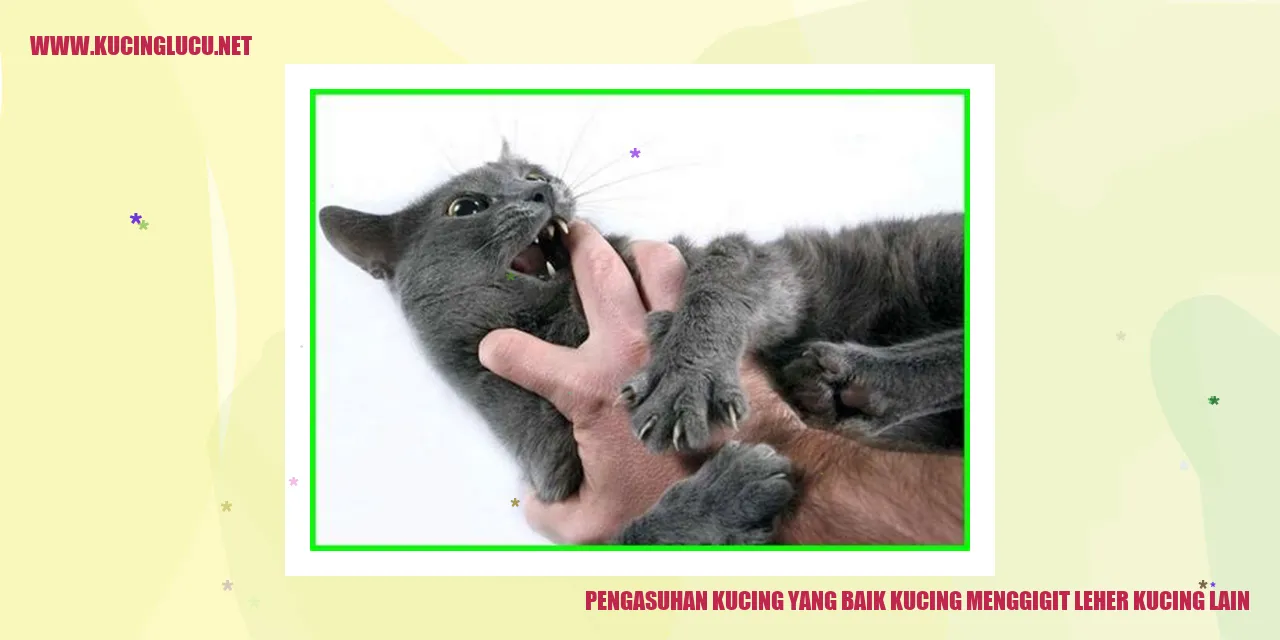 gambar kucing