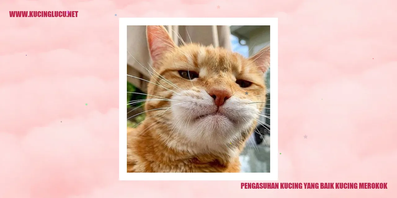 Kucing yang Sehat dan Senang