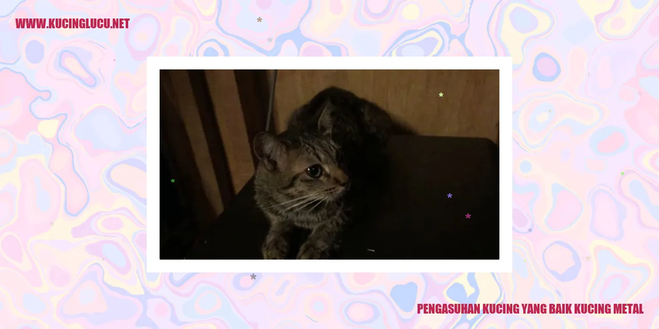 Pengasuhan Kucing yang Baik