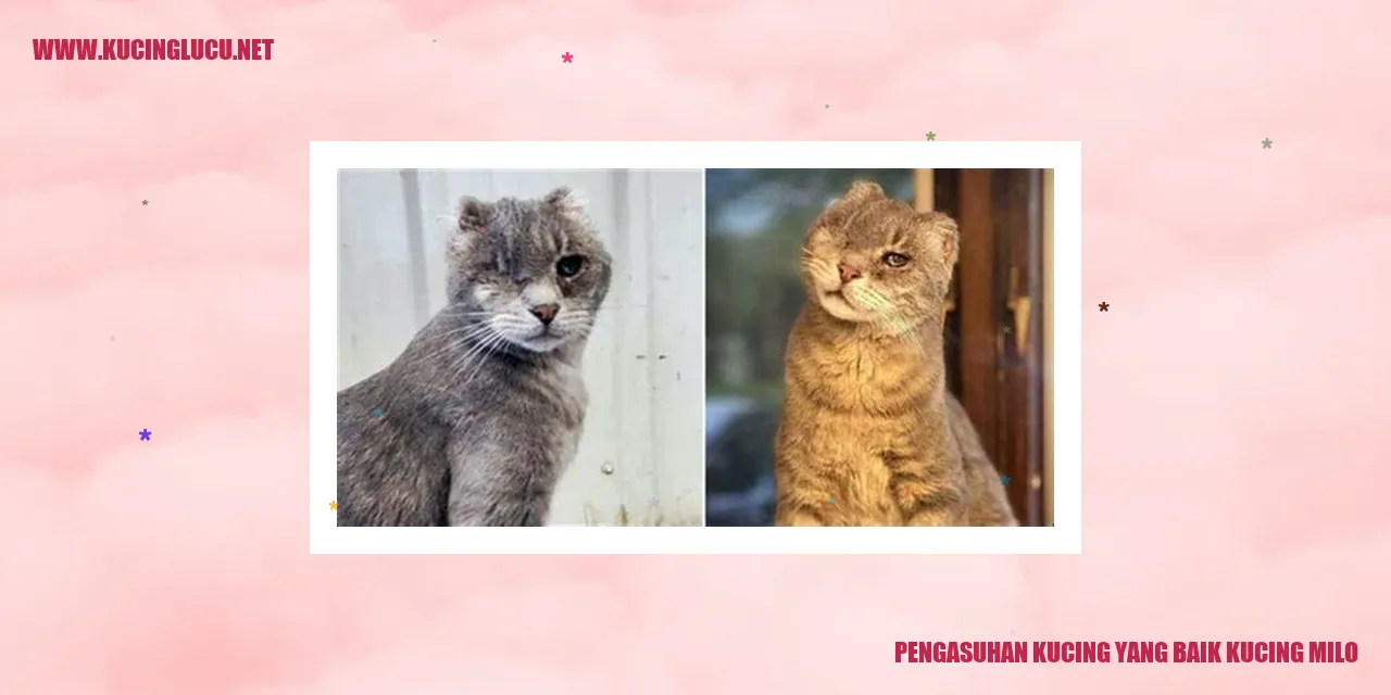 Kucing Milo