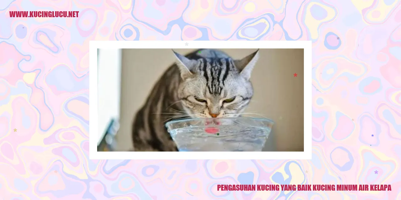 Pengasuhan Kucing yang Baik: Kucing Minum Air Kelapa