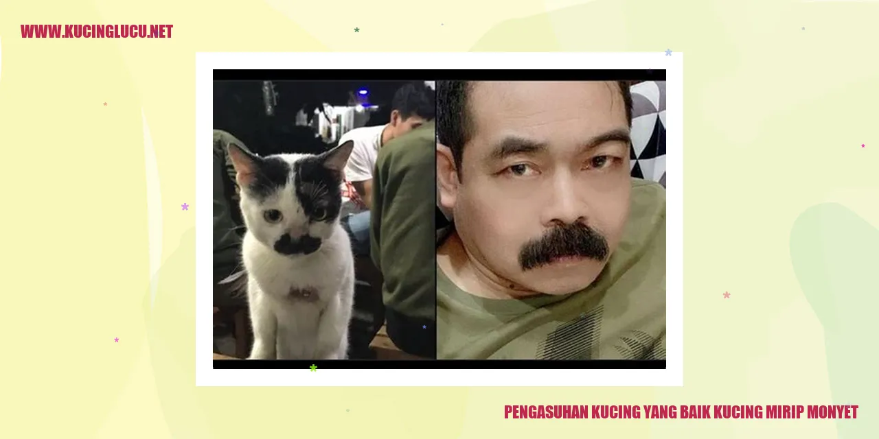 Kucing mirip monyet